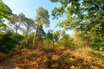 Fototapeta premium The Regional forest of Etrechy in Île-de-France Region