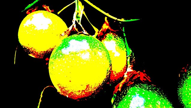 Bunch of hanging round yellow and green spotted fruits connected by branches against a dark background. Fresh organic harvest with no text or documents.