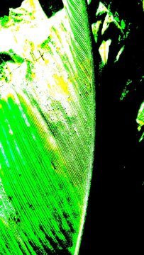 Close up of vibrant green tropical leaf texture with high contrast and abstract artistic pop art graphic style isolated on black.