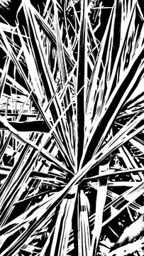 Abstract black and white artwork of densely intertwined leaf-like lines. High contrast botanical pattern creating visual tension and artistic effect. No text or documents.