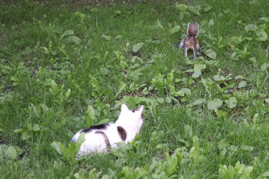 Cats and squirrels do interact in Ireland, but the impact depends on the squirrel species and the environment.