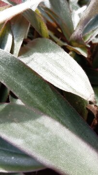 Close-up of lush tropical ornamental leaves with natural green and reddish tones. Ideal for nature, botanical, gardening, ecology, landscaping, and tropical background concepts.