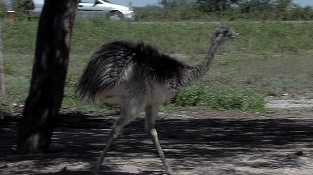 Wild Rhea Bird Walking Beside Highway Fence with Passing Vehicles in Argentina - 4K