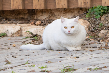 A White Street Cat © Moshe Einhorn