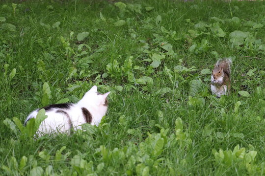 Cats and squirrels do interact in Ireland, but the impact depends on the squirrel species and the environment.