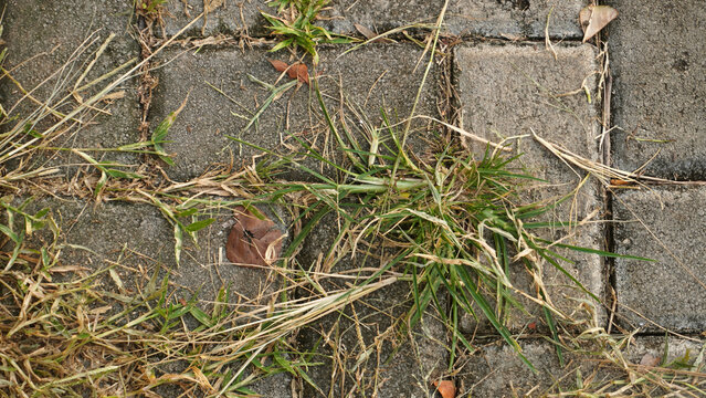 Green and dry wild grass growing through concrete paving blocks.