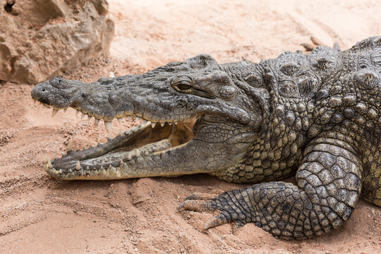 A close-up profile view of a large crocodile resting on dry, sandy ground with its mouth slightly open, revealing its sharp teeth and thick, armored scaly skin.