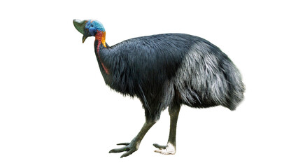 Fototapeta premium Wild cassowary standing isolated on transparent background PNG design element