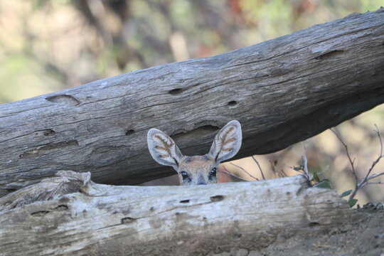 A shy steenbok (Raphicerus campestris) cautiously peeks over a weathered fallen tree in the South African bushveld. The image captures the alert behavior of this small antelope in its natural habitat.