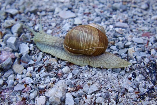 Close-up of a garden snail slowly crawling across a gravel path, showcasing the intricate texture of its shell and soft body. 