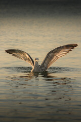 Naklejka premium seagull on the water