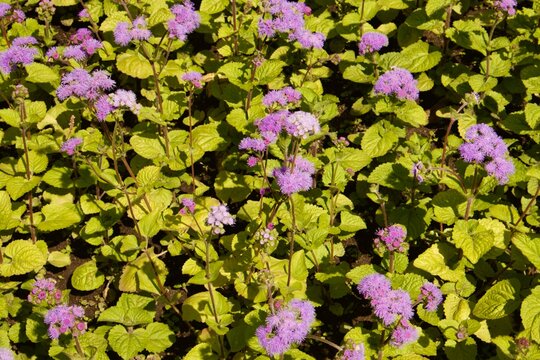Close-up of blooming floss flower (Ageratum houstonianum) with delicate fluffy purple blossoms and vibrant green foliage in a sunny garden. 