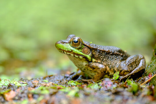 Green Frog Resting in Pond Wetland Habitat Wildlife