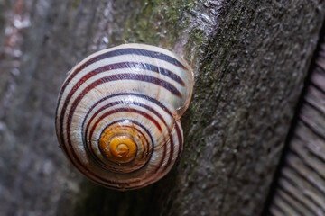 Abandoned Snail Shell on Wooden Surface © Stephen