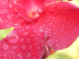 Fleur rouge ornée de fines gouttes d'eau après une pluie, photographiée en gros plan avec un arrière-plan flou. © Manuela