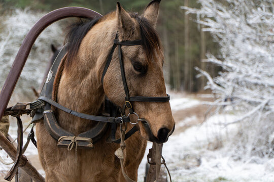 A harnessed brown horse wearing a traditional wooden collar stands along a snow-covered path next to frosty trees in a rustic forest landscape.