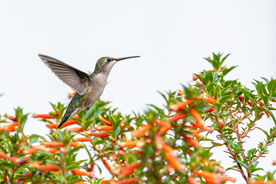 Female ruby throated hummingbird flying above orange vermillionaire flowers with white background