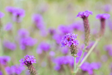Obraz premium Purple Verbena Rigida Flowers Blooming in Summer Garden