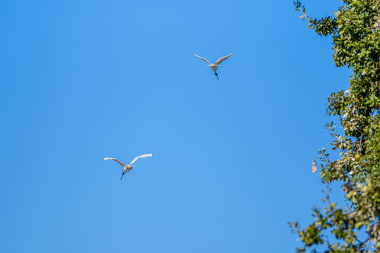 Two white ibises flying gracefully past the leafy canopy of tree beneath a blue sky, Cobden Lake, Cobden, Victoria, Australia