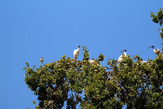 Low angle view of white ibises perching atop tree against blue sky, Cobden Lake, Cobden, Victoria, Australia