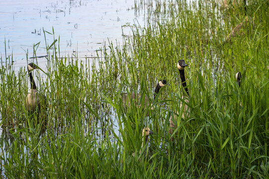 Canada Geese Family with Goslings in a Marsh Wetland