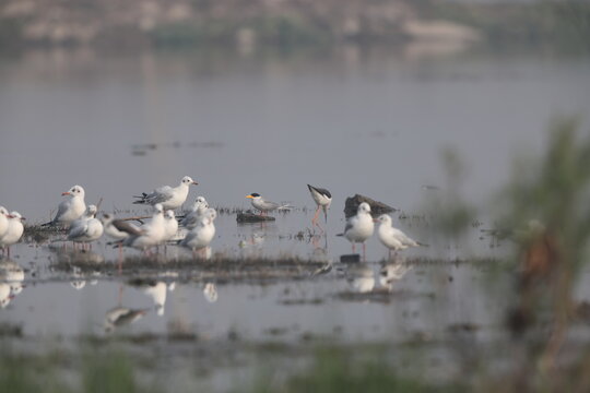 The river tern or Indian river tern (Sterna aurantia) is a tern in the family Laridae, the largest species currently included in the genus Sterna of typical terns.