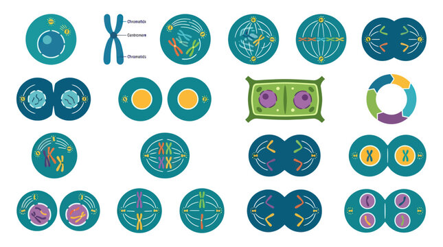 Biology Cell Division Stages: Mitosis, Meiosis, Cell Cycle. Flat Vector Science Education Illustration.