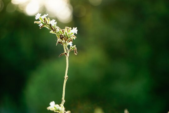 Delicate white campion wildflower blooming in summer meadow with beautiful backlight, green background with copy space, concept of purity and simplicity