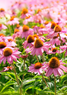 Beautiful flowers of Echinacea on meadow close up, natural background. Echinacea Purpurea (Purple coneflower) perennial plant of Asteraceae family, medicinal flower to strengthen, enhance immunity.