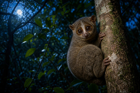 Moonlight through jungle canopy illuminates a small potto on a tree trunk.