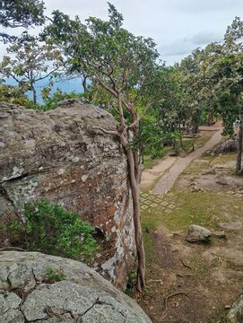 Lush green trees along the cliffside and a beautiful view of the sky.
