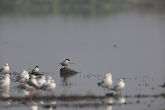The river tern or Indian river tern (Sterna aurantia) is a tern in the family Laridae, the largest species currently included in the genus Sterna of typical terns.