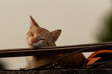 cat on the roof at sunset © ric