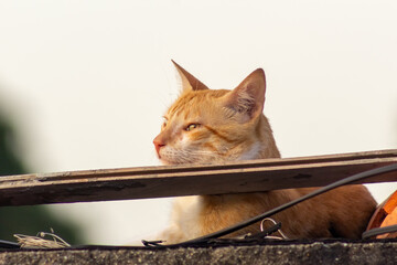 cat on the roof at sunset © ric