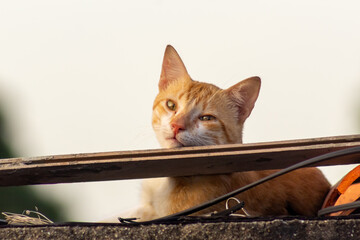 cat on the roof at sunset © ric