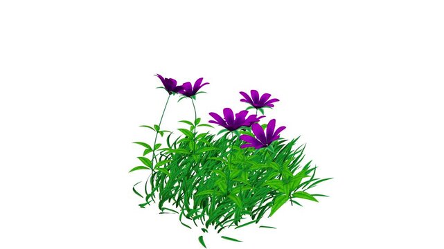 Flower Patch With Natural Swaying Seamless Animation On White Background