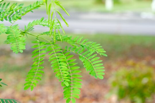 Close-up of fresh green tamarind leaves (Tamarindus indica L.) on branch with soft blurred background, tropical herbal medicine and botanical concept.