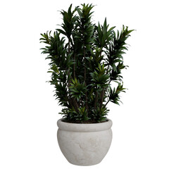 Fototapeta premium lush green houseplant, possibly a Dracaena or similar foliage plant, showcased in a stylish, round light beige or off-white pot