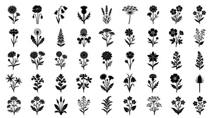 Obraz premium Collection of detailed wildflower silhouettes featuring various meadow plants and botanical elements in a clean black and white vector design, perfect for nature-themed graphic design projects and art