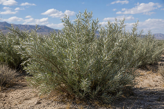 Oleaster shrubs with silvery leaves growing in sandy, arid soil.