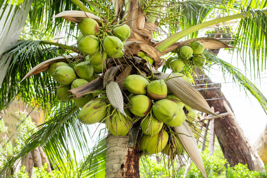 Cluster of fresh green coconuts growing on palm tree close-up low angle view