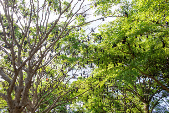 Group of flying foxes roosting on bare tree branches with blue sky visible through canopy