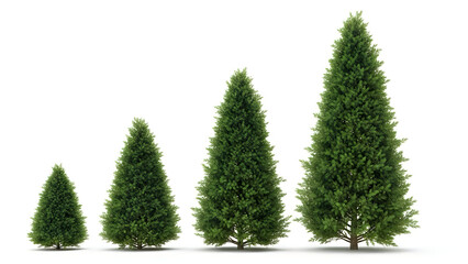 Obraz premium Four conifer trees growing in size