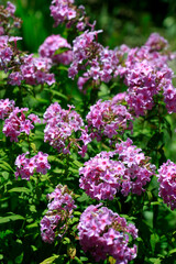 Obraz premium Colorful flowers in summer garden