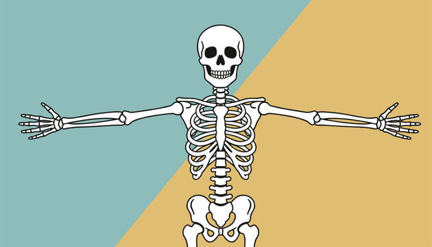 Human skeleton illustration with arms outstretched in a t-pose standing against a split teal and beige background for medical education.