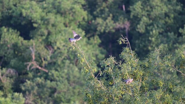 Couple of Wood pigeons observing perched on an European ash and taking flight in summer. Columba palumbus, Fraxinus excelsior, Indre-et-Loire 37, r&eacute;gion Centre, France, European Union, Europe