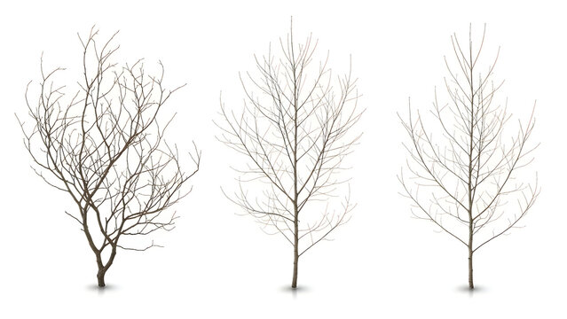 Three bare deciduous trees in winter scene