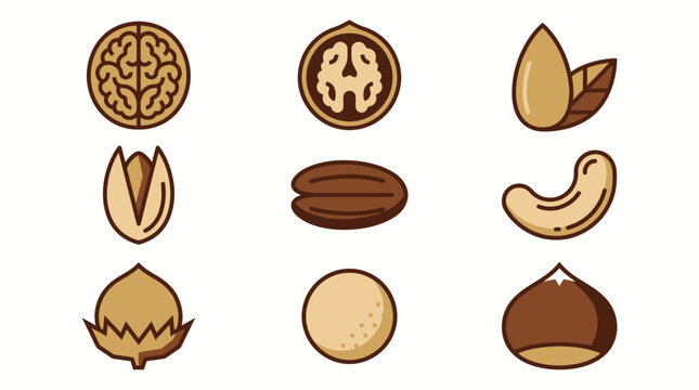 Set of organic nut illustrations including walnuts, almonds, and cashews for healthy food design