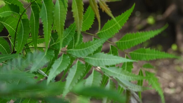 Close-up of Fresh Green Neem Leaves (Azadirachta Indica) Blowing in the Wind. Natural Medicine