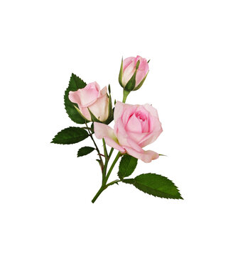 Pink rose flowers and green leaves in a small arrangement isolated on white or transparent background